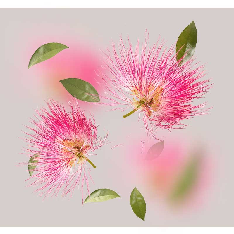 Seidenbaum (Albizia julibrissin) – Nahaufnahme der zarten, rosa-weißen Blüten mit fächerartigen Staubgefäßen und gefiederten Blättern