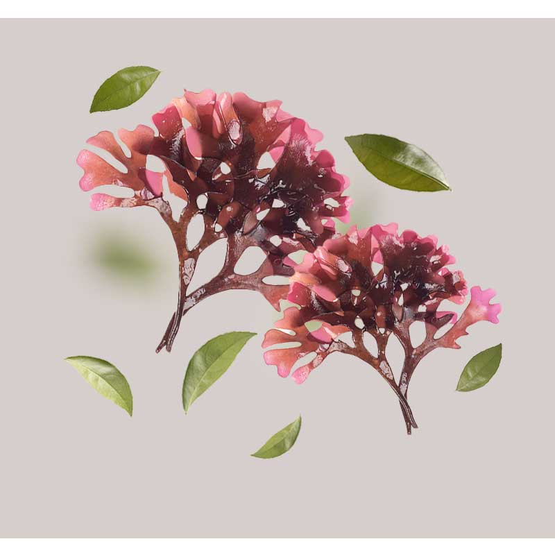 irish-moss Rote Algen und grüne Blätter auf neutralem Hintergrund, symbolisieren natürliche Inhaltsstoffe für RAU Cosmetics Triple Vitamin C Serum.