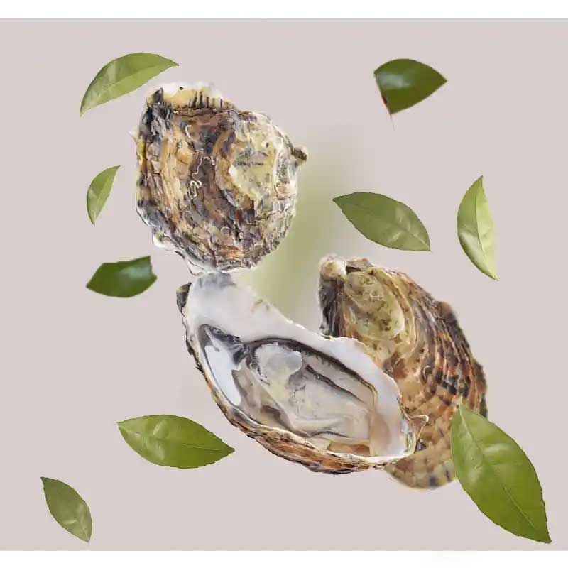austernextrakt Austern mit geöffneten Schalen und grünem Laub, symbolisierend den Hauptbestandteil des Caviar Pore Minimizer Serums von RAU Cosmetics zur Porenverfeinerung und Feuchtigkeitspflege.