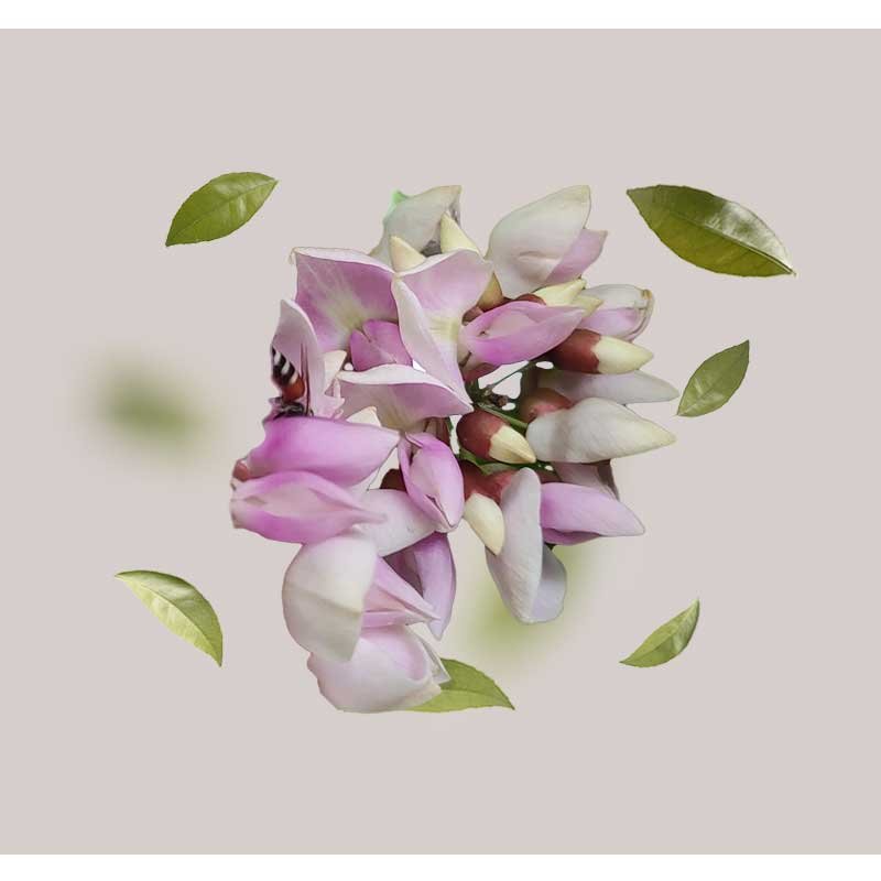 Blüten der Karanja-Blume mit grünen Blättern repräsentieren die natürlichen Inhaltsstoffe der Sonnenschutzprodukte von RAU Cosmetics.